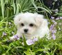 Superbes bichons maltais