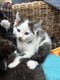Chaton à donner