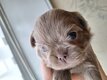 Chiots chihuahua poils longs