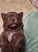 Chiots chihuahua poils longs