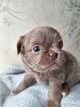 Chiots chihuahua poils longs