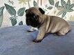 Magnifique chiots bouledogues français à...