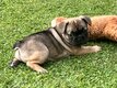 Magnifiques femelles chiots bouledogues français...