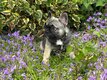 Magnifiques femelles chiots bouledogues français...