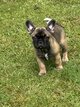 Disponible de suite magnifique femelle Bouledogue...