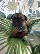 Magnifique chiots bouledogues français à...