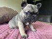 Magnifique chiots bouledogues français à...