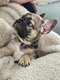 Bouledogue Français chiots fauve merle tan,...