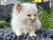 Splendides ragdolls