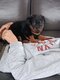 Chiots beaucerons