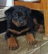 Beaucerons 0498 73 36 77