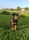 Beaucerons 0498 73 36 77