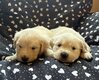 Chiot golden
