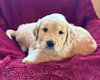 Chiot golden