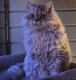 Magnifique Selkirk Rex adulte