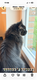 Magnifique Maine Coon à replacer