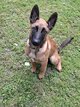 Jeune berger malinois