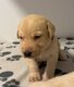 Superbes chiots Labrador Retriever disponibles