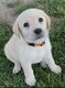 Superbes chiots Labrador Retriever disponibles