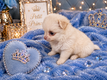 Sublime Mini Pomchi ( maman Pomerian papa...