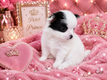 Superbes Pomchi ( maman Pomerian papa Chihuahua)