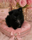 Superbes Pomchi ( maman Pomerian papa Chihuahua)