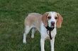 [cherche] beagle male