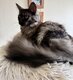 2 chatons Maine Coon