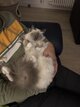 Awaï magnifique mâle Sacré de Birmanie Blue...
