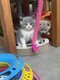 Magnifiques British shorthair