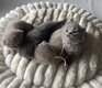 Magnifiques British shorthair
