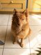 Femelle Spitz allemand