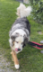 Calme et Gentil chien de 4 ans à donner