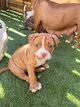 American bully pocket