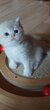 Chatons British Shorthair couleur Golden