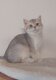 Rare  British Shorthair Golden aux yeux bleus