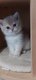 Chatons British Shorthair couleur Golden
