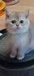 Rare  British Shorthair Golden aux yeux bleus