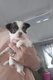 Chihuahuas poils long
