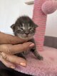 Maine coon polytactyle