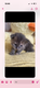 Maine coon polytactyle