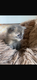 Maine coon polytactyle