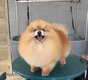 Chiot pomeranian