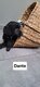 Magnifique chiots de caniche royal avec pedigree