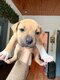 10 chiots bully