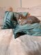 Chaton british