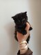 Chaton british