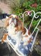 Kalie, adulte de 5 ans retraitée 🏡