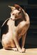 Sphynx mâle