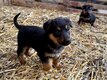 Superbes chiots berger allemand croisés beauceron